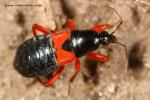 Nabidae - damsel bugs