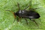 Scraptiidae - false flower beetles