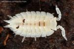 Isopoda - pillbugs