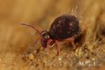 Collembola - collembolans