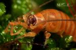 Microcoryphia - chvostnatky