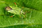 Miridae - plant bugs