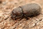Ciidae - minute tree-fungus beetles
