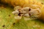 Tingidae - lace bugs