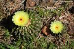 Cactaceae - kaktusovité