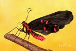 Papilionidae - swallowtails and apollos