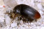 Eucinetidae - plate-thigh beetles