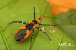 Reduviidae - assassin and thread-legged bugs