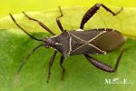 Coreidae - squash bugs