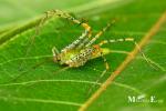 Oxyopidae - lynx spiders