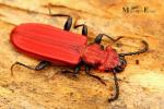 Cucujidae - flat bark beetles