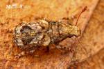 Anthribidae - fungus weevils