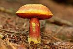 Fungi - houby