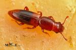 Monotomidae - root-eating beetles