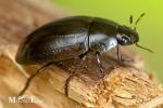 Hydrophilidae - water scavenger beetles