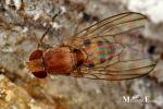 Drosophilidae - pomace flies
