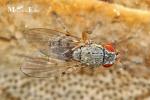 Odiniidae - nektarovkovití