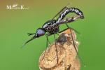 Diptera - true flies, mosquitoes and gnats