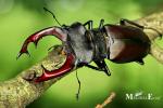Lucanidae - stag beetles