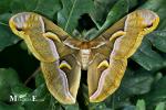Lepidoptera - butterflies and moths
