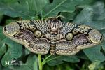 Brahmaeidae - Brahmid Moths