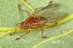 Hippoboscidae - louse flies