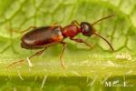 Anthicidae - ant-like flower beetles