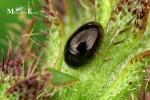 Phalacridae - shining mold beetles