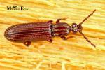 Rhysodidae - Wrinkled Bark Beetles
