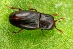 Cerylonidae - minute bark beetles