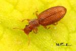 Latridiidae  - minute brown scavenger beetles