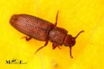 Zopheridae - ironclad beetles