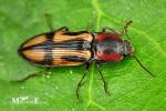Elateridae - click beetles