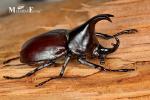 Scarabaeidae - vrubounovití