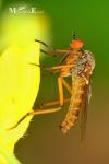 Empididae - dance flies
