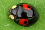 Coccinellidae - ladybird beetles