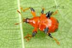 Attelabidae - leaf-rolling beetles