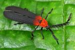 Lycidae - net-winged beetles