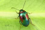 Tenebrionidae - darkling beetles