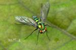Dolichopodidae - long-legged flies