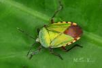 Heteroptera - true bugs
