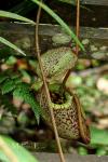 Nepenthaceae - láčkovkovité