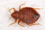 Cimicidae - bedbugs
