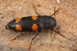 Melandryidae - false darkling beetles