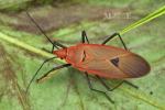 Pyrrhocoridae - red bugs, stainers