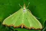 Crambidae - grass moths