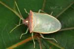 Pentatomidae - shield bugs
