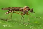 Anisopodidae - wood gnats