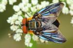 Tachinidae - parasitic flies