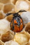 Rhipiphoridae - wedge-shaped beetles